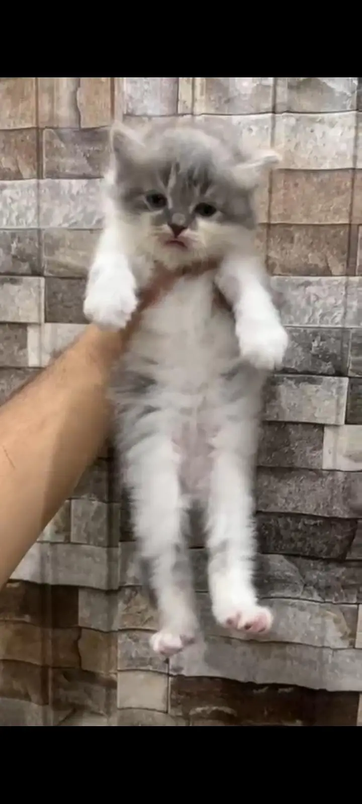 kittens — photo 2