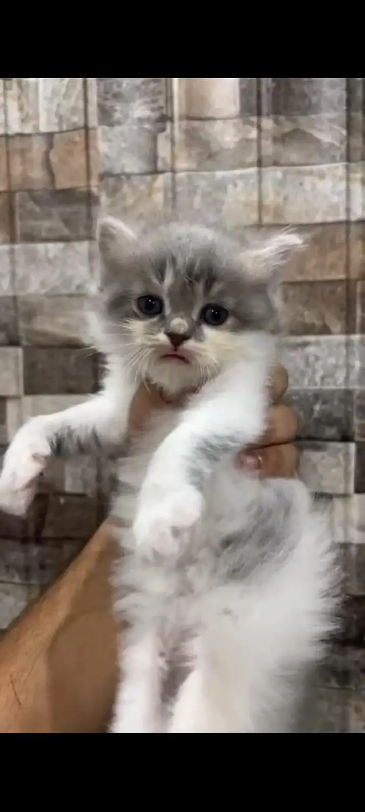 kittens — photo 3