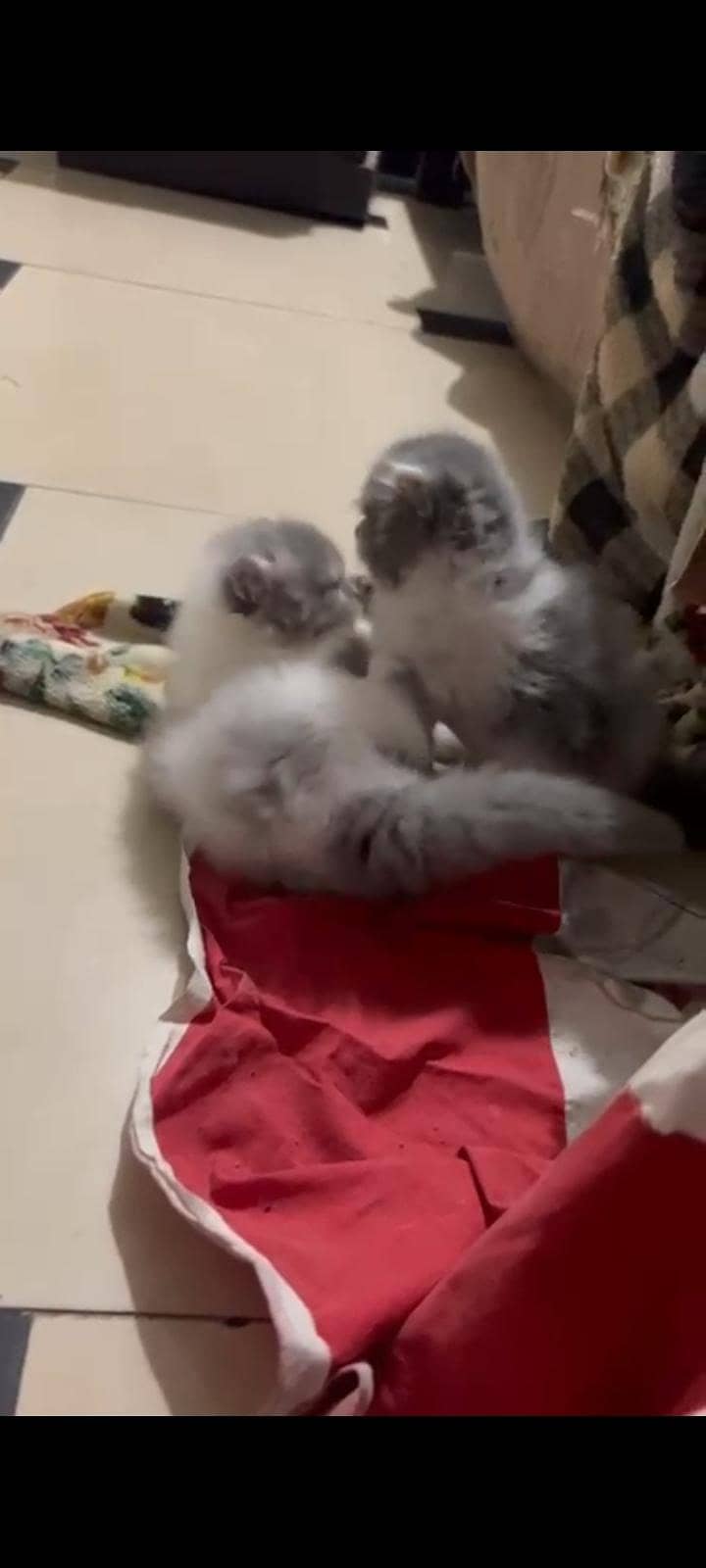 kittens 3