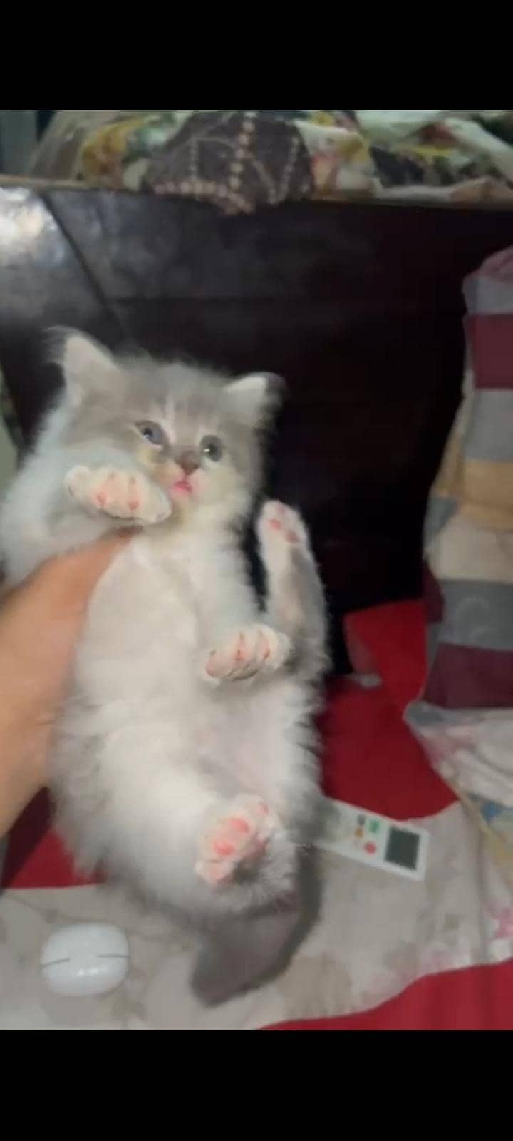 kittens 4