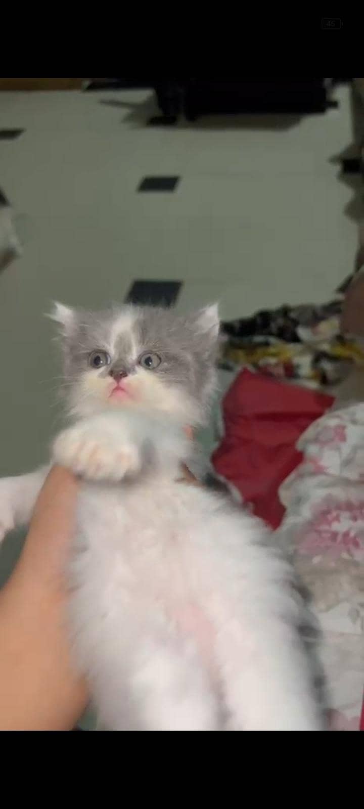 kittens 5