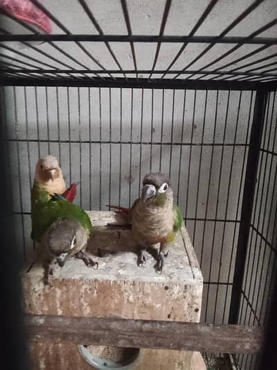 pineapple conure