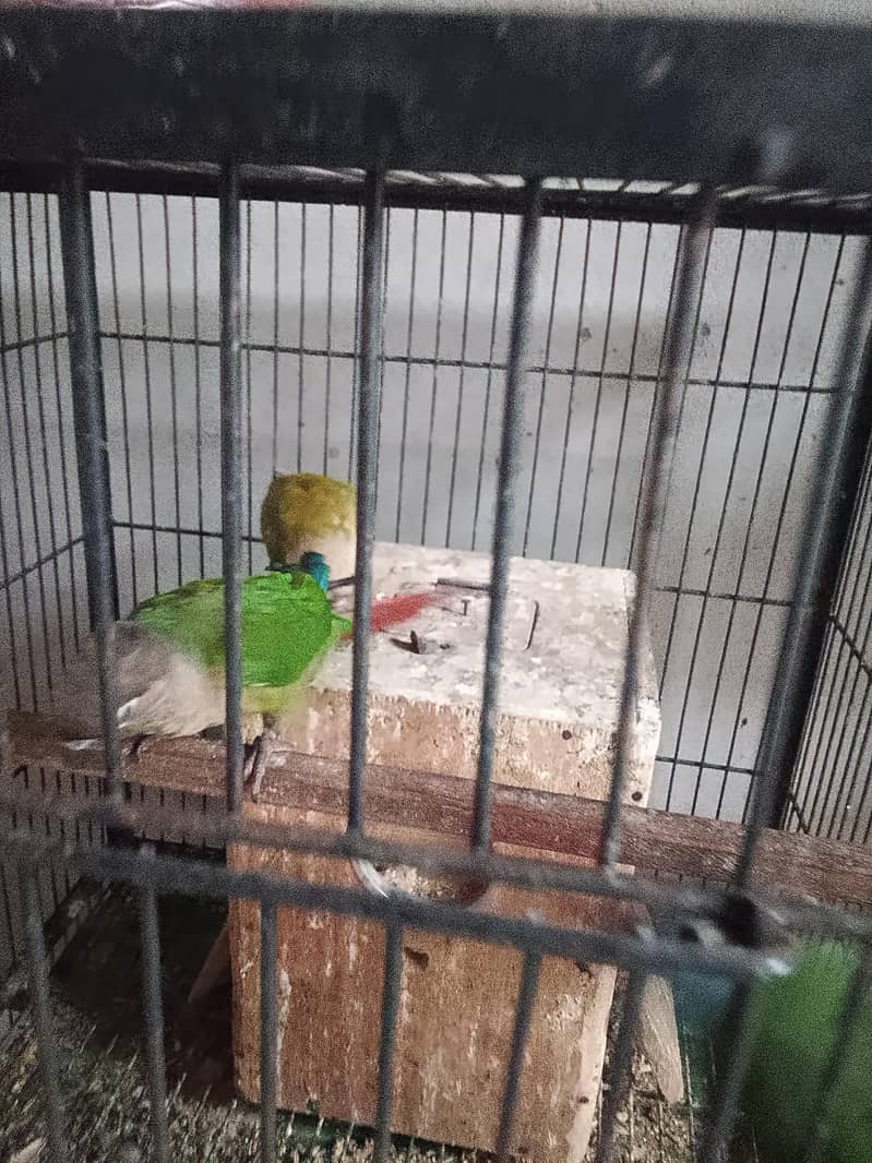pineapple conure 1