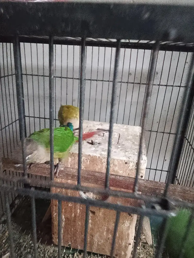 pineapple conure — photo 2