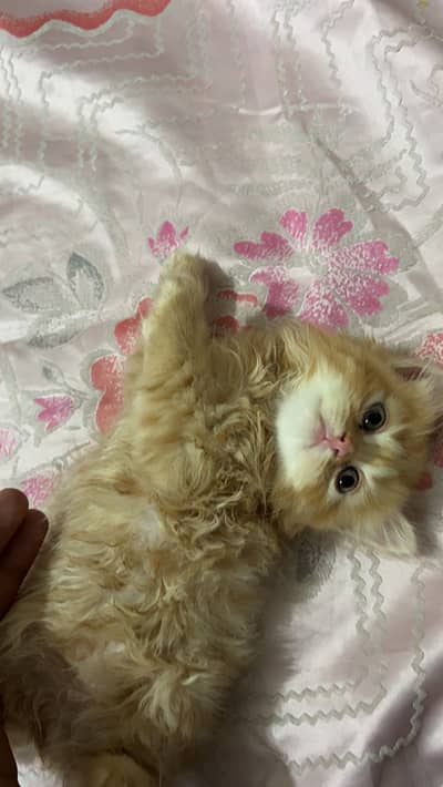 Persian Triple coat Ginger brown female