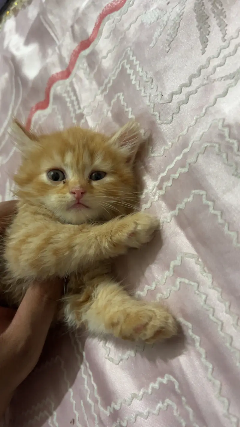 Persian Triple coat Ginger brown female — photo 2