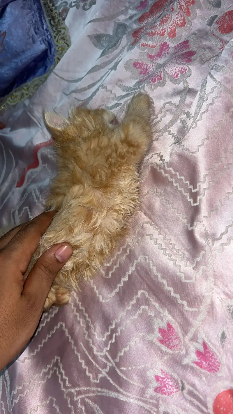 Persian Triple coat Ginger brown female — photo 3