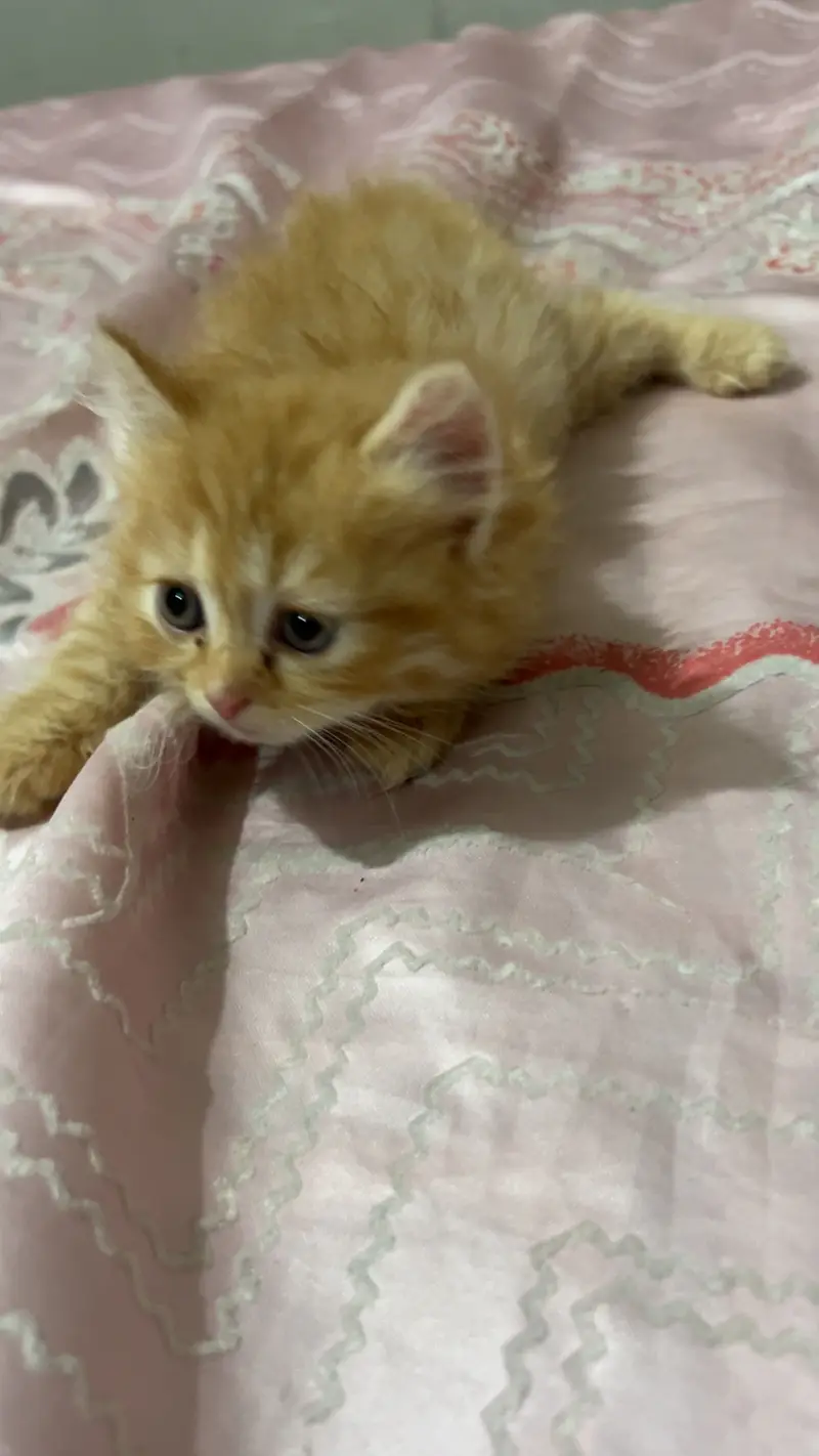 Persian Triple coat Ginger brown female — photo 4