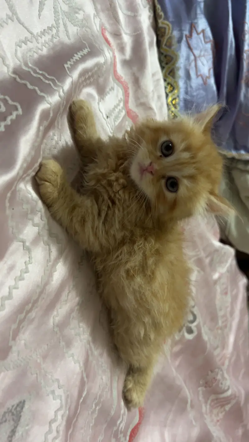 Persian Triple coat Ginger brown female — photo 5