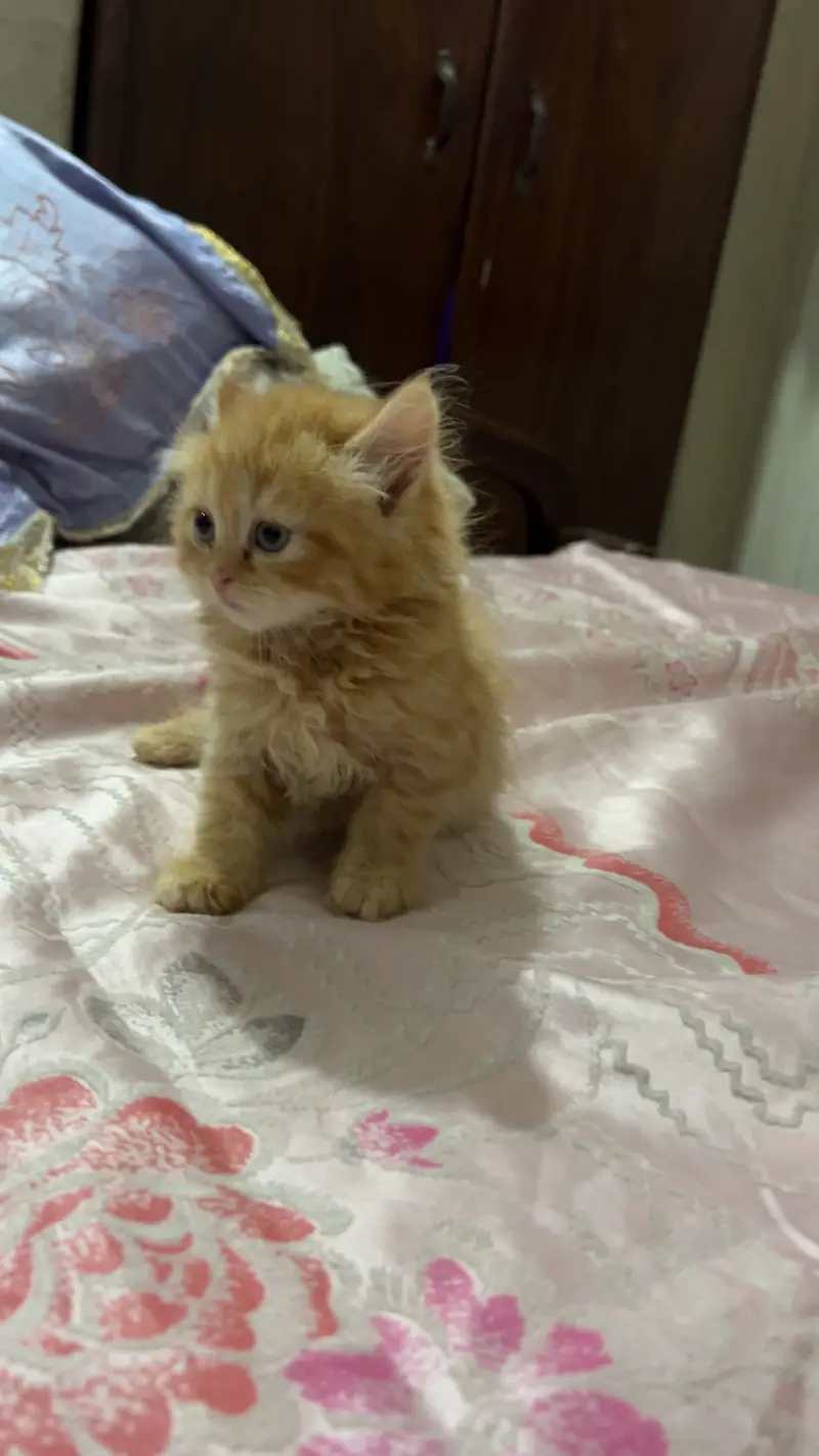 Persian Triple coat Ginger brown female — photo 7