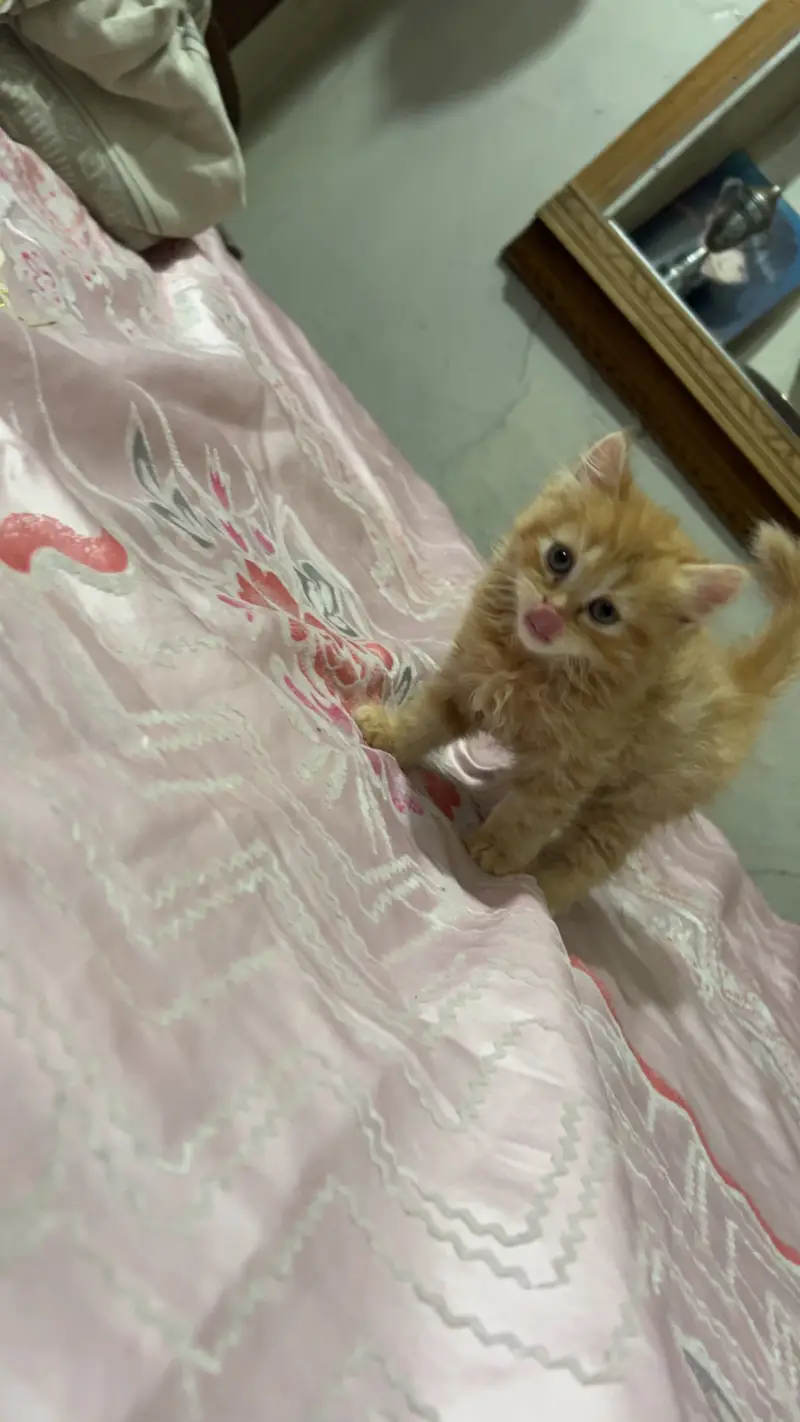 Persian Triple coat Ginger brown female — photo 9