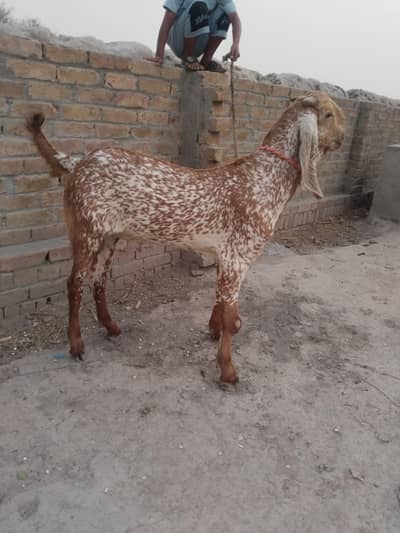 do desi bakre for sale WhatsApp,,,03299224671