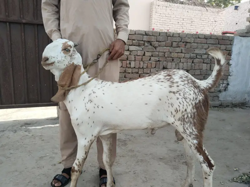 do desi bakre for sale WhatsApp,,,03299224671 — photo 3