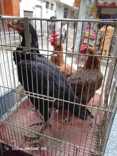 Hens for sale