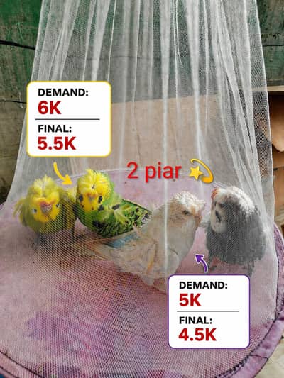 Hogoromo Budgies Pair for Sale