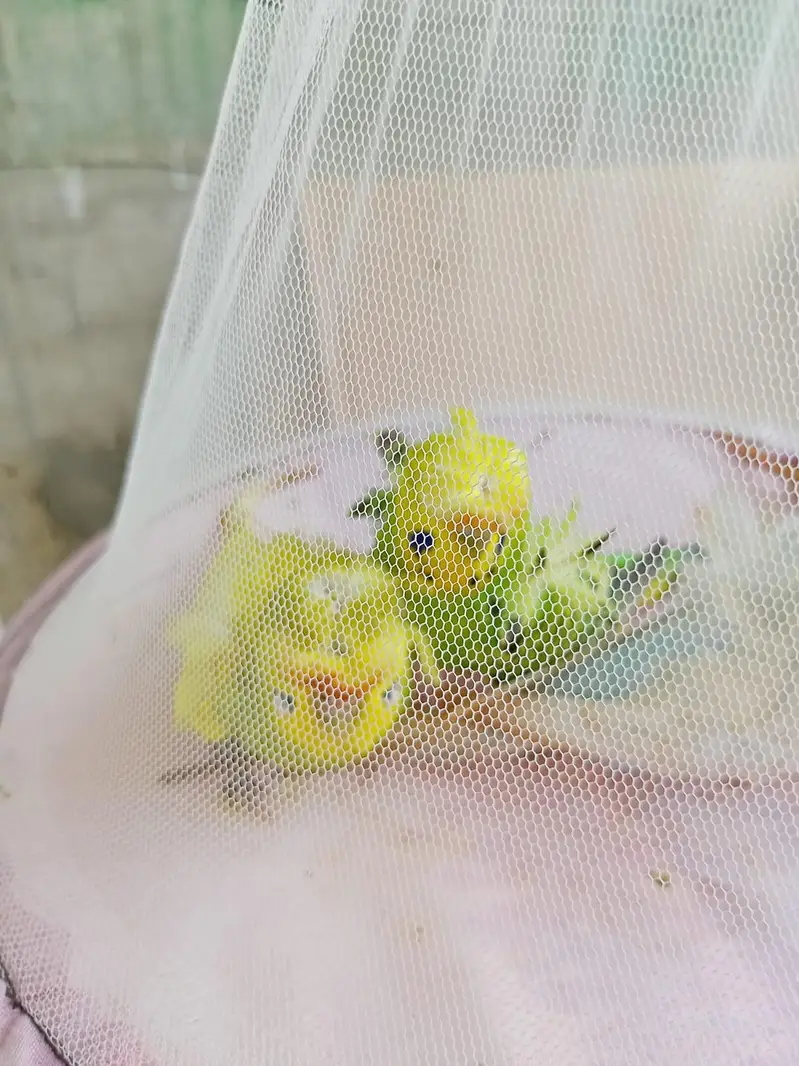 Hogoromo Budgies Pair for Sale — photo 2