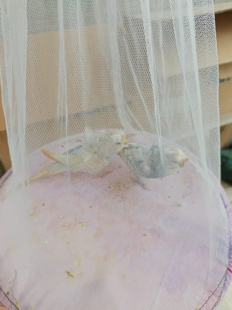 Hogoromo Budgies Pair for Sale — photo 3
