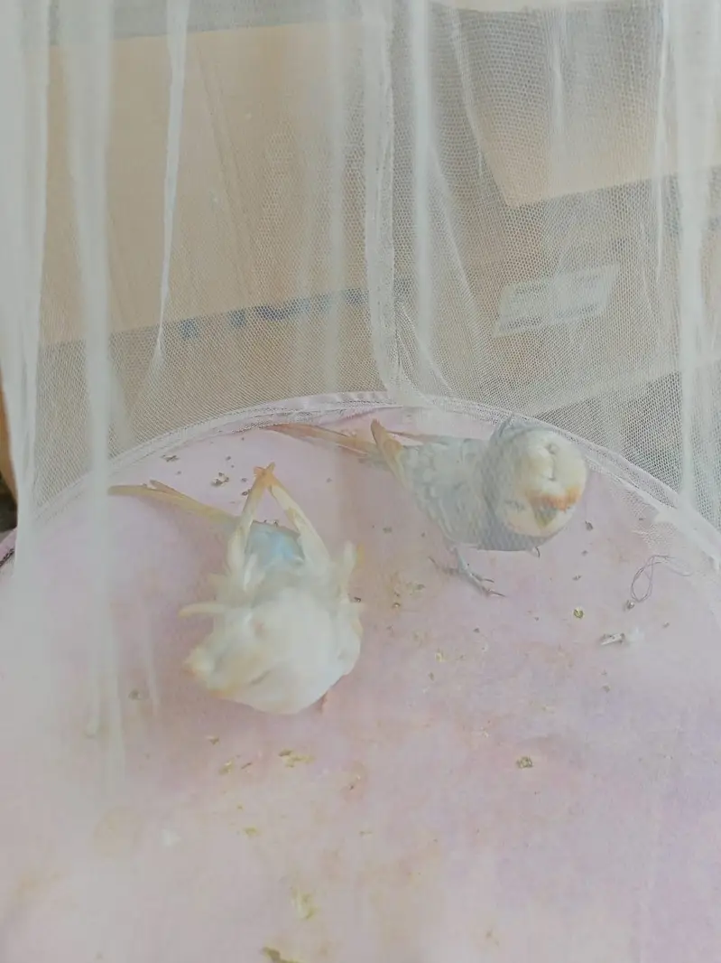 Hogoromo Budgies Pair for Sale — photo 4