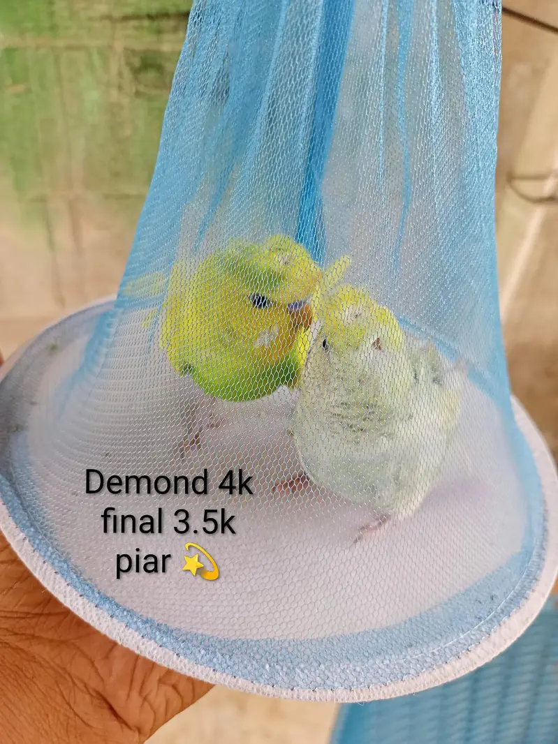 Hogoromo Budgies Pair for Sale — photo 5