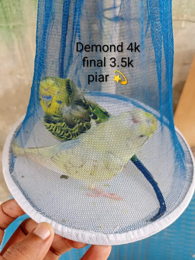 Hogoromo Budgies Pair for Sale — photo 6
