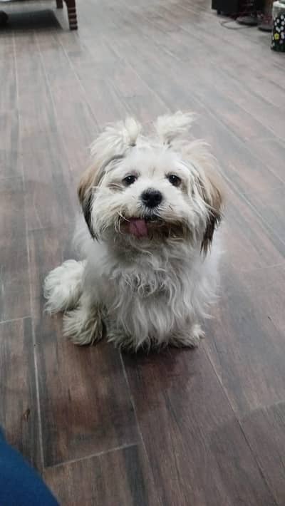 shih tzu breed female hair shaved right now