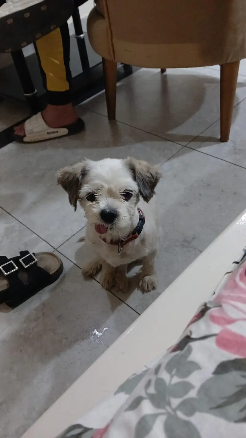 shih tzu breed female hair shaved right now — photo 2