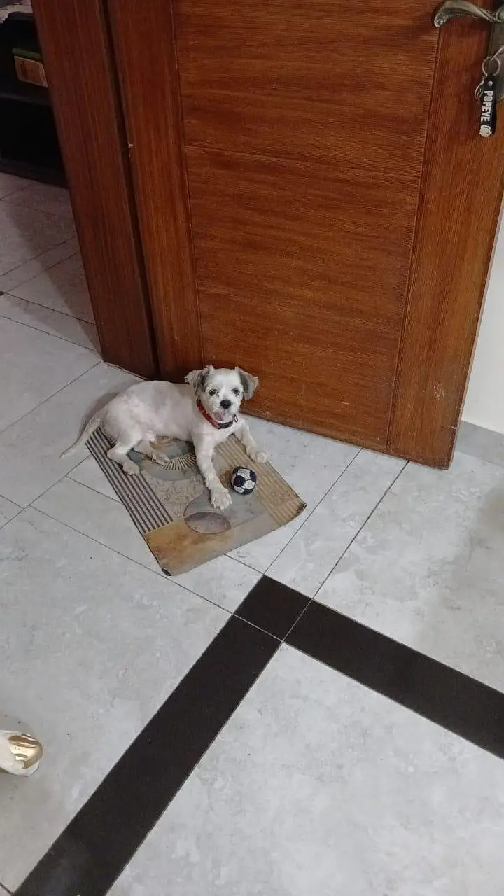 shih tzu breed female hair shaved right now — photo 3