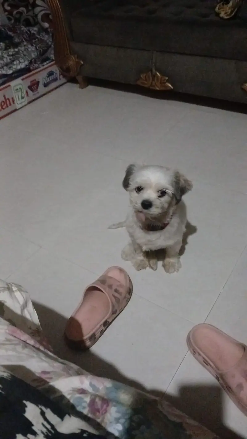shih tzu breed female hair shaved right now — photo 4