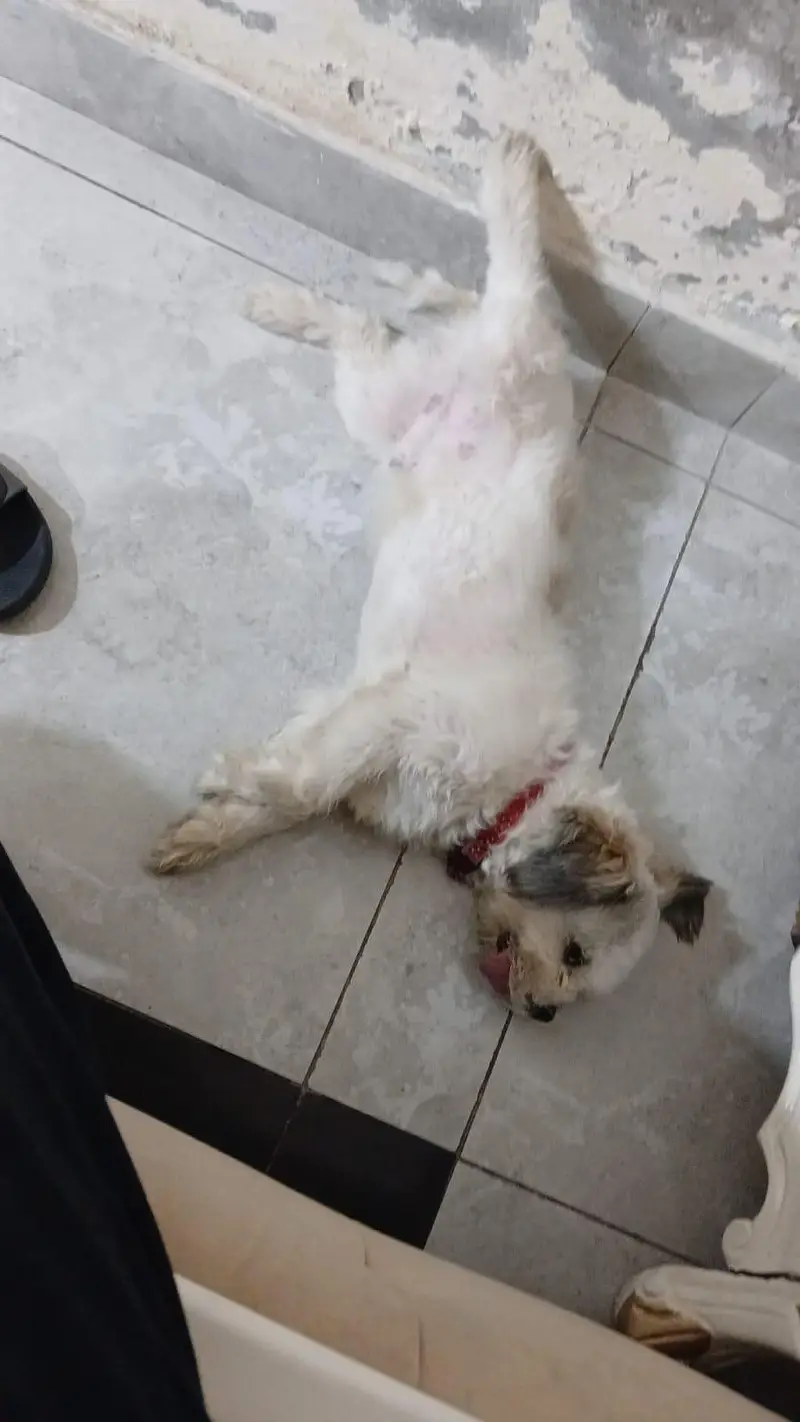 shih tzu breed female hair shaved right now — photo 5