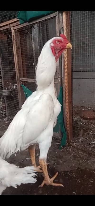 Shamo aseel 1 breed