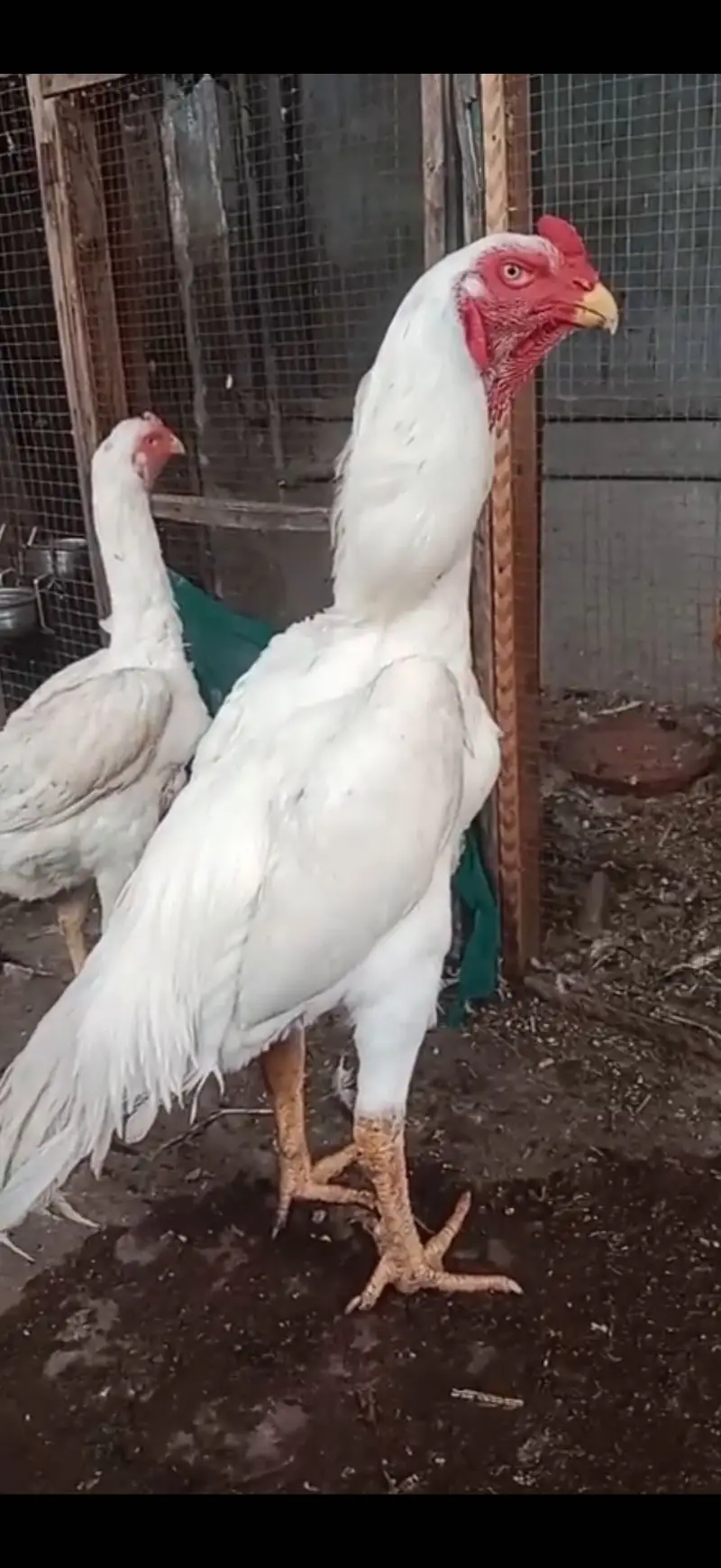 Shamo aseel 1 breed — photo 3