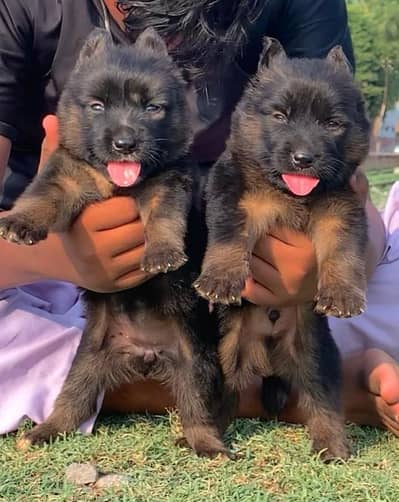 German Shepherd Male and female for sale available