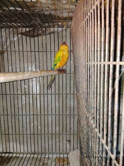 sunconyor male in nice price Whatsapp num 03008408524 and hand tame