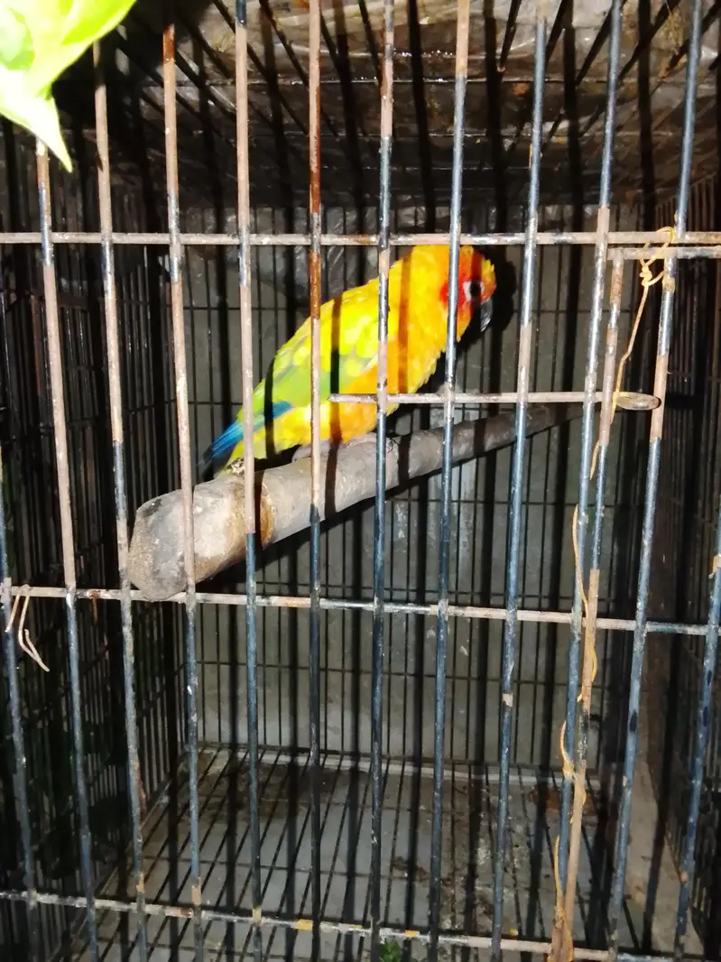 sunconyor male in red factor Whatsapp num 03008408524 and hand tame — photo 2
