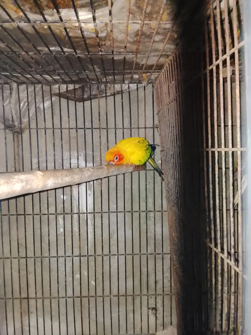 sunconyor male in red factor Whatsapp num 03008408524 and hand tame — photo 3