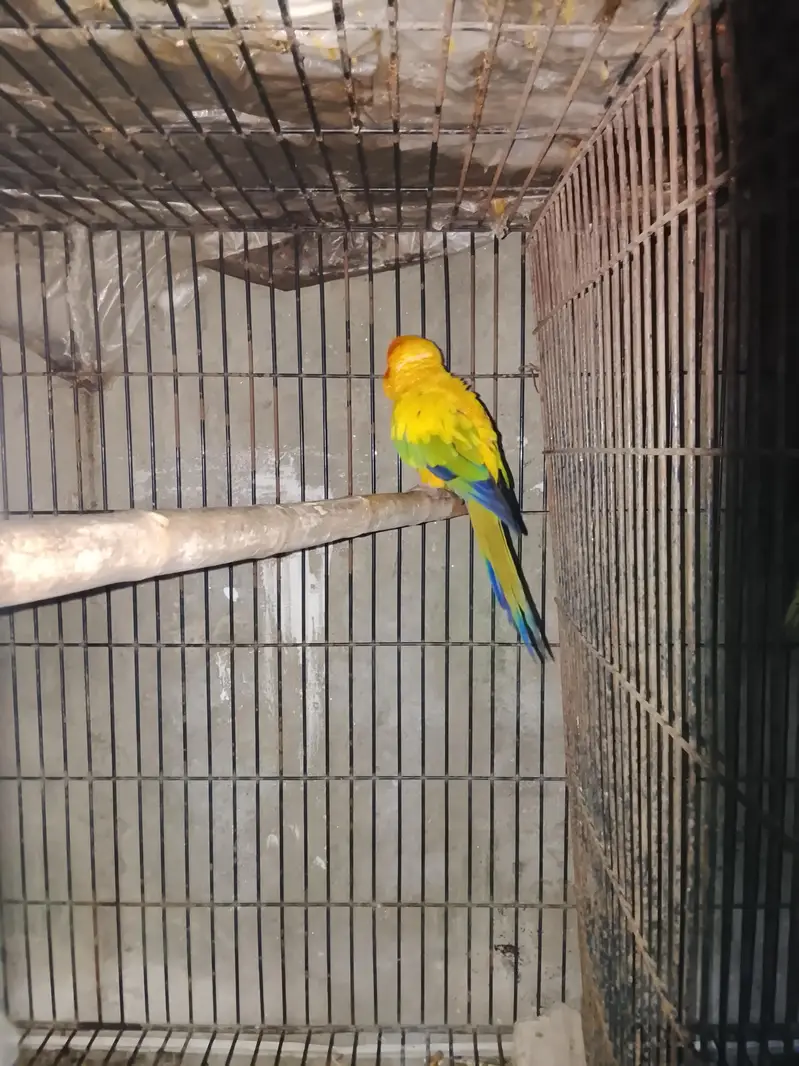 sunconyor male in red factor Whatsapp num 03008408524 and hand tame — photo 4