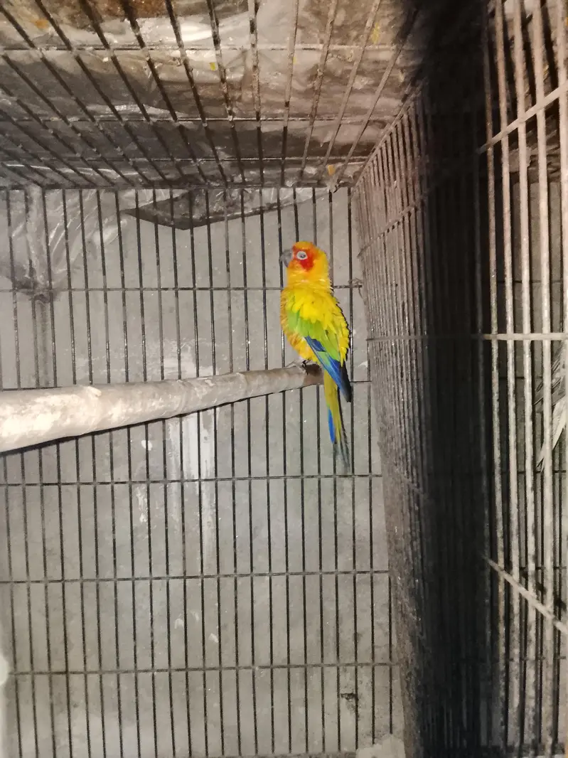 sunconyor male in red factor Whatsapp num 03008408524 and hand tame — photo 5