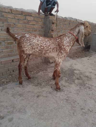 do desi bakre for sale call me//03299224671