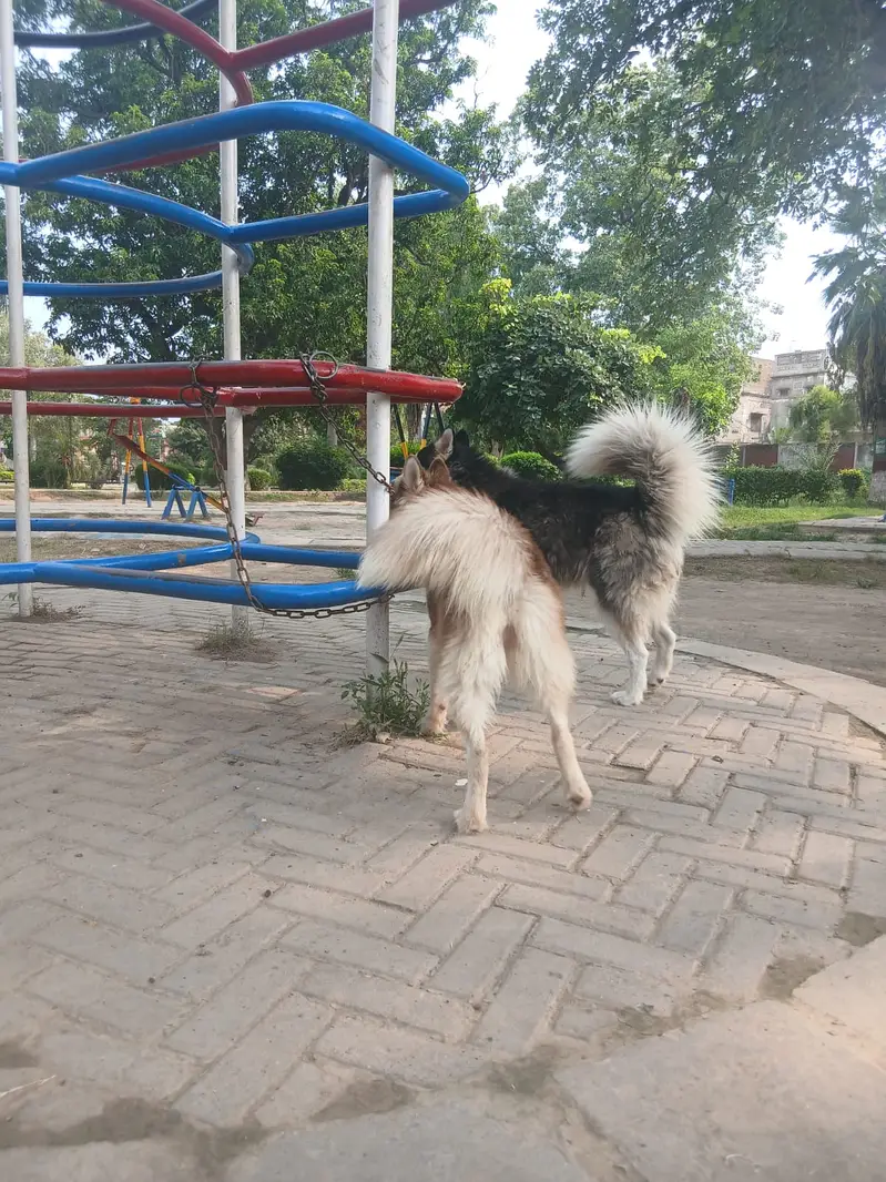 Siberian Husky pair | blue eyes | wooly coat | Husky dogs — photo 2