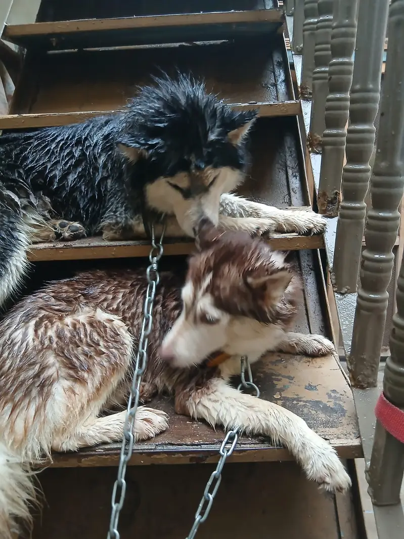 Siberian Husky pair | blue eyes | wooly coat | Husky dogs — photo 6