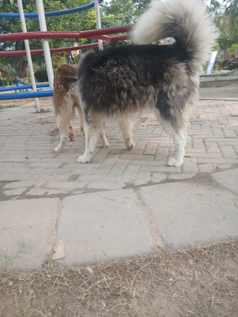 Siberian Husky pair | blue eyes | wooly coat | Husky dogs — photo 4