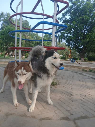 Siberian Husky pair | blue eyes | wooly coat | Husky dogs