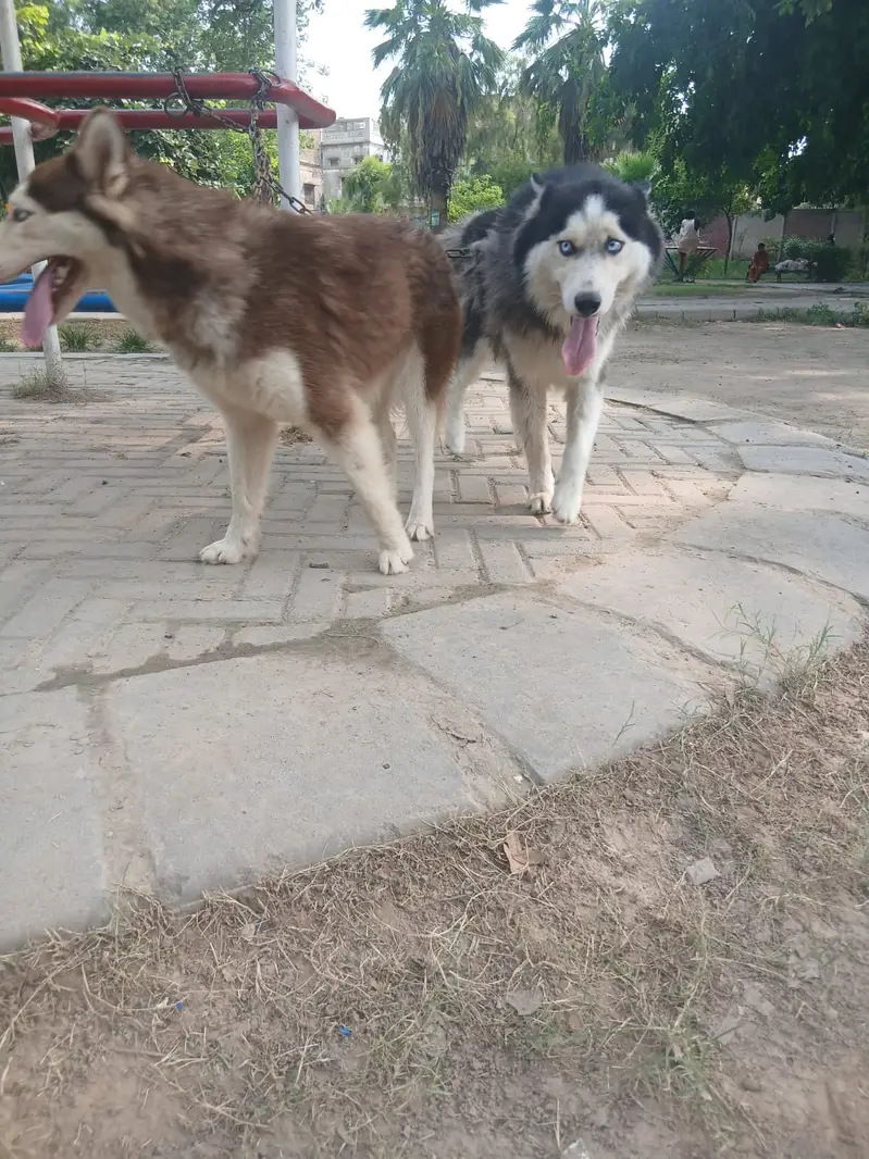 Siberian Husky pair | blue eyes | wooly coat | Husky dogs — photo 8