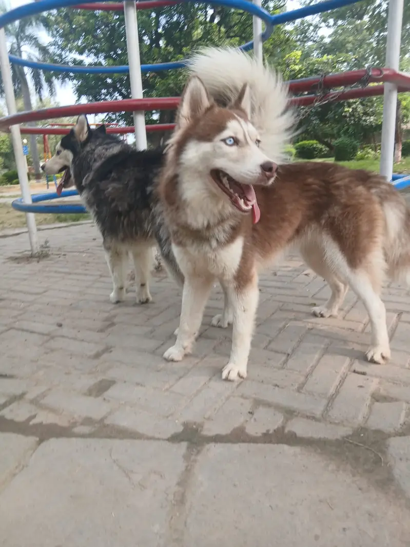 Siberian Husky pair | blue eyes | wooly coat | Husky dogs — photo 11