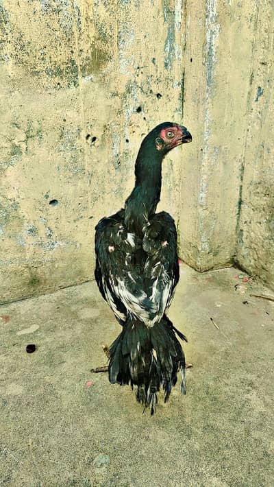 indian parrot beak 3 hen for sale