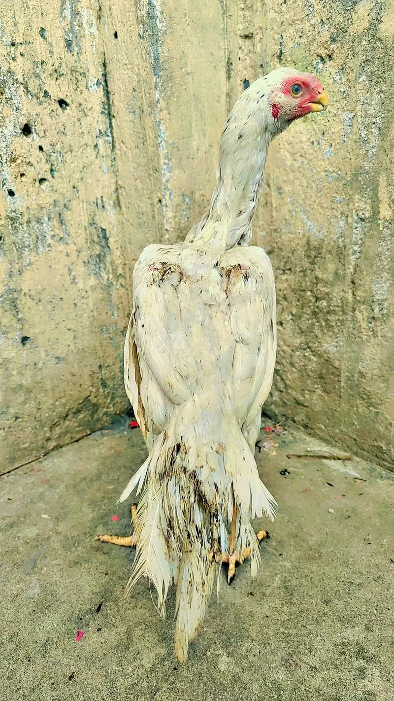 indian parrot beak 3 hen for sale — photo 2