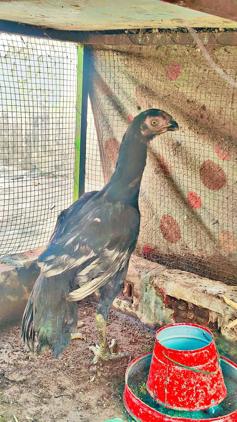 indian parrot beak 3 hen for sale — photo 3