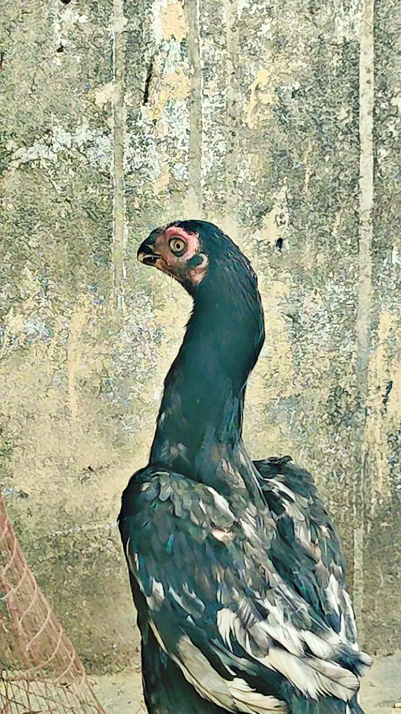 indian parrot beak 3 hen for sale — photo 4