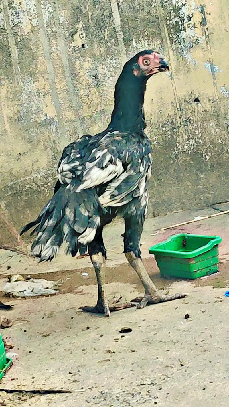 indian parrot beak 3 hen for sale — photo 5