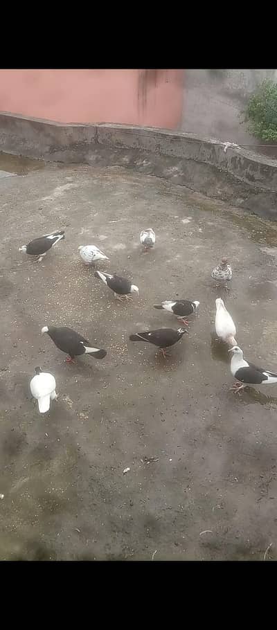mix pigeons